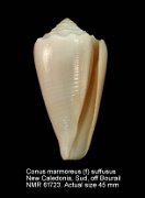 Conus marmoreus (f) suffusus (2)